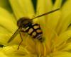 Eupeodes corollae